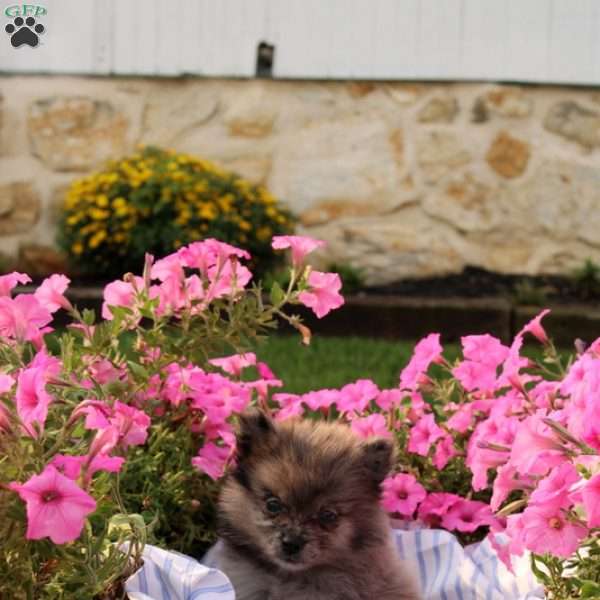 Abby, Pomeranian Puppy